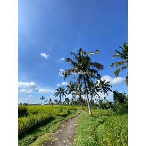 Tanah Ubud view sawah dan jugle cocok buat resort n villa Madurasa