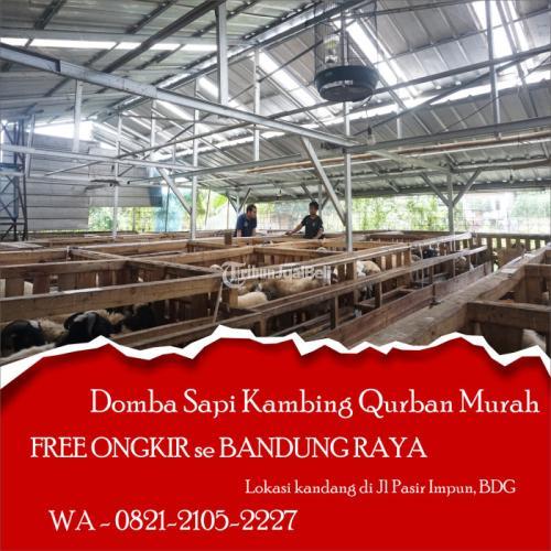 Qurban Domba Sapi Kambing Termurah Di Bandung - Tribun JualBeli