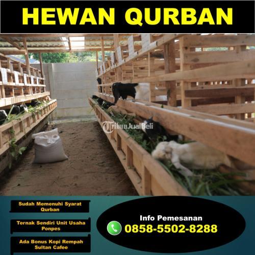 Kambing Aqiqah Terdekat Dimalang