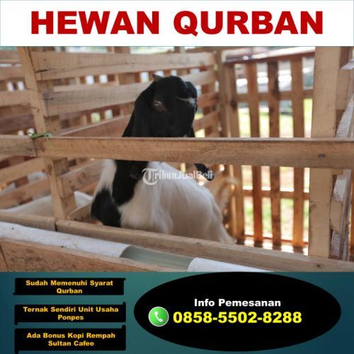 Kambing Aqiqah Terdekat Dimalang