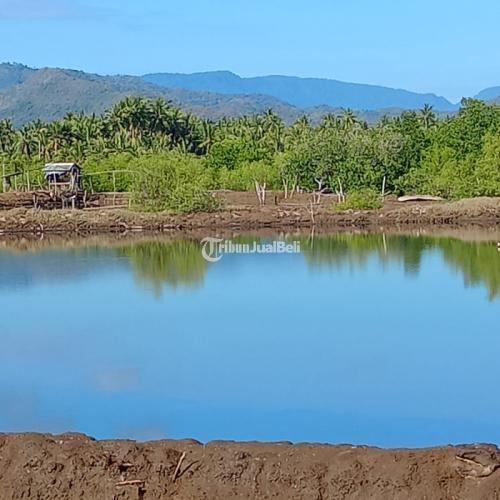 Tanah tambak 5,8 hektare di area Buer Sumbawa Nusa Tenggara Barat