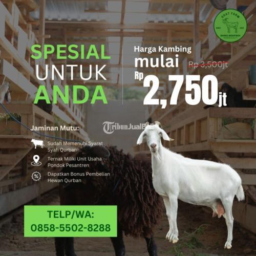 WA/TELP 0858-5502-8288, Promo Kambing Kurban Terdekat Dimalang