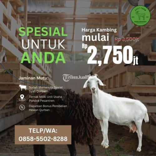 WA/TELP 0858-5502-8288, Promo Kambing Kurban Terdekat Dimalang