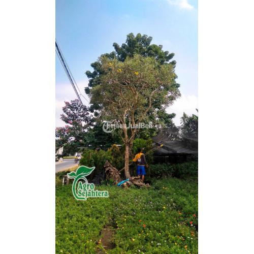 Jual Pohon Tabebuya Kuning Tabebuya Bunga Kuning Mekar Kuning Bunga Cantik - Jakarta Selatan