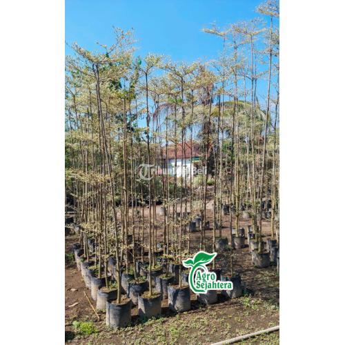 Jual Ketapang Kencana | Sedia Ketapang Kencana Bibit, Jual Ketapang Kencana Tinggi | Siap Tanam