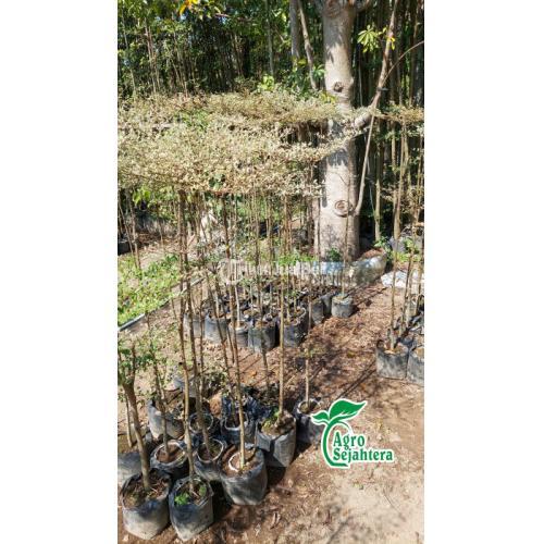 Jual Ketapang Kencana Varigata | Jual Ketapang Kencana Variegata | Ketapang Putih 3 M