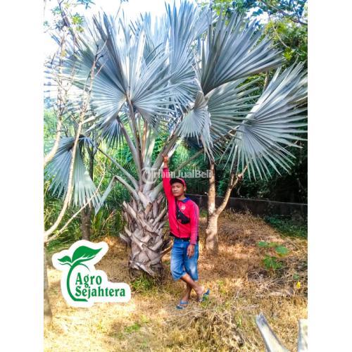 Jual Palem | Jual Pohon Palem | Tanaman Palem, Ragam Jenis Pohon Palem Palem an