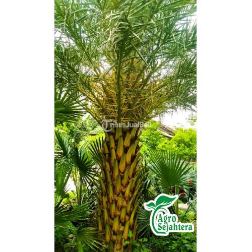 Jual Palem | Jual Pohon Palem | Tanaman Palem, Ragam Jenis Pohon Palem Palem an