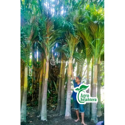 Jual Palem | Jual Pohon Palem | Tanaman Palem, Ragam Jenis Pohon Palem Palem an