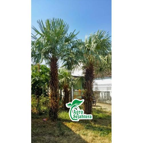 Jual Palem | Jual Pohon Palem | Tanaman Palem, Ragam Jenis Pohon Palem Palem an