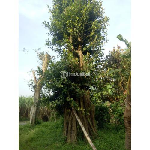 Jual Pohon Beringin | Tanaman Beringin | Beringin Putih & Beringin Korea Harga Murah