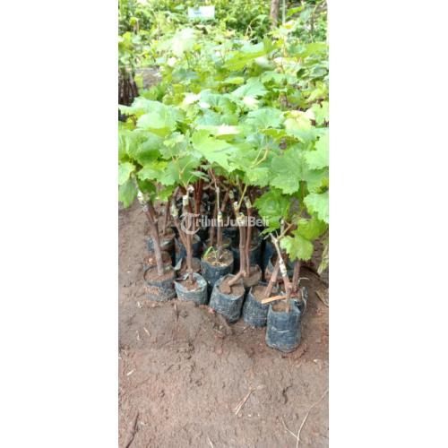 Bibit Anggur Impor Harga Murah Siap Tanam dan Berbuah Langsung Petani
