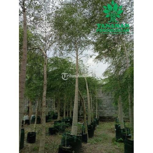 Bibit Pohon Moringa | Sedia Bibit Moringa Afrika Pohon Moringa Afrika