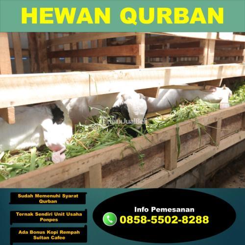 Jual Kambing Qurban