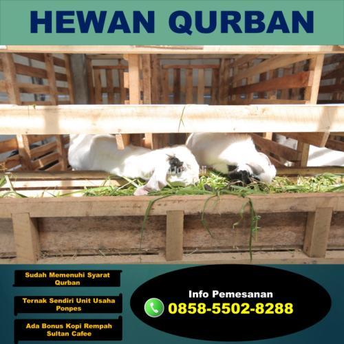 Jual Kambing Qurban