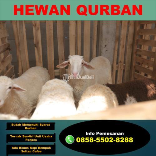 Jual Kambing Qurban