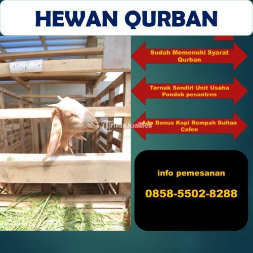 Jual Kambing Aqiqah