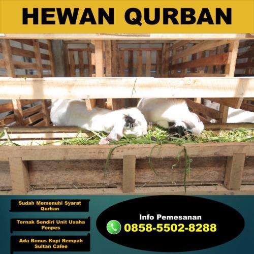 Jual Kambing Aqiqah