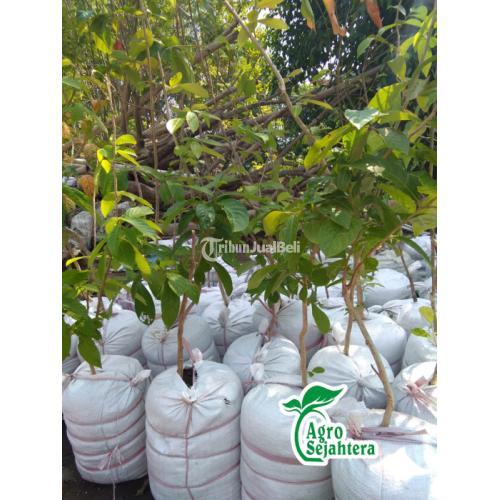 Jual Pohon Bungur, Sedia Pohon Bungur Bibit - Tinggi 5 Meter Bunga Ungu/Pink