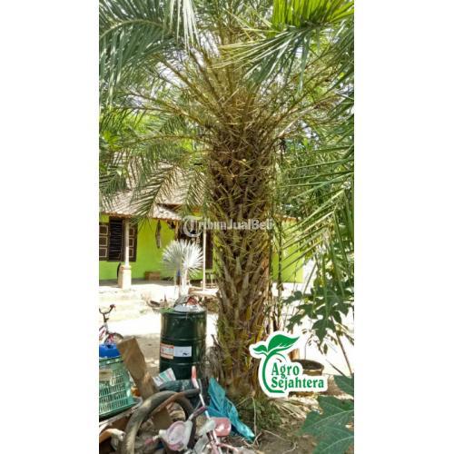 Jual Pohon Palem Kenari Cantik Besar - Jakarta Pusat