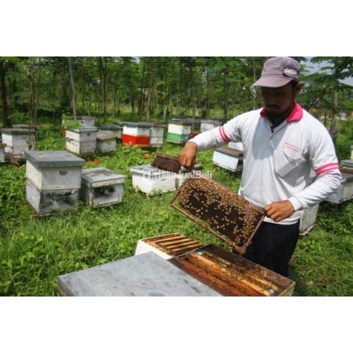Promo Terbatas, Grosir Madu Bandung Harga Madu Asli Terbaik Madu Kencono - Bandung