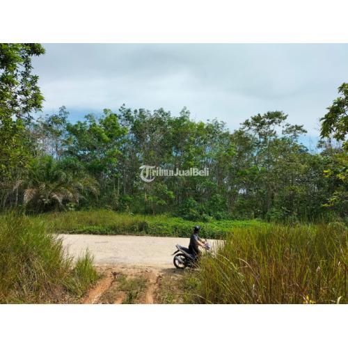 Lahan perkebunan karet strategis dipinggir jalan menuju ibukota baru indonesia
