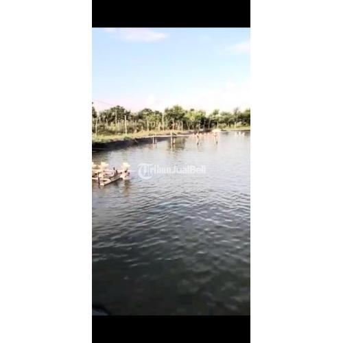Tanah tambak udang bagus terawat pinggir laut Jenu Tuban Jawa Timur