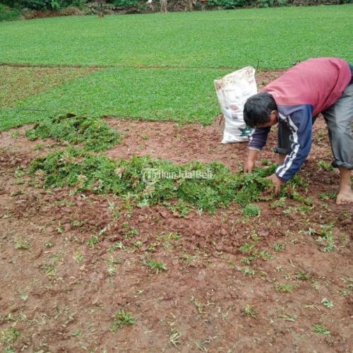Rumput Gajah mini Permeter Murah / Tukang pasang rumput taman