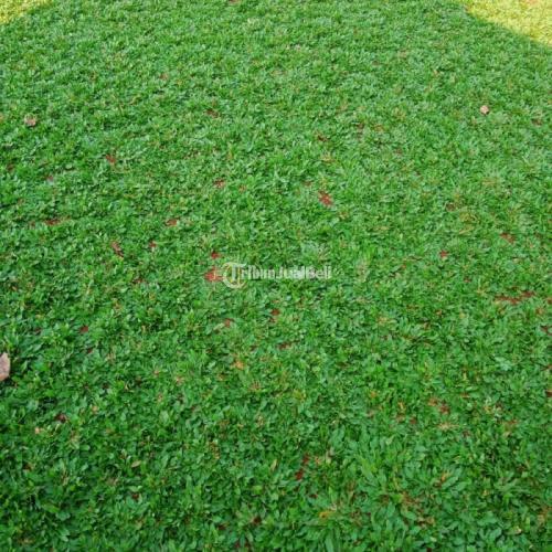 Rumput Gajah mini Permeter Murah / Tukang pasang rumput taman