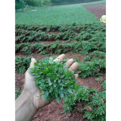 Rumput Gajah mini Permeter Murah / Tukang pasang rumput taman