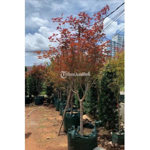 Pohon Red Maple ukuran 1,5 mtr / Japanese Red maple
