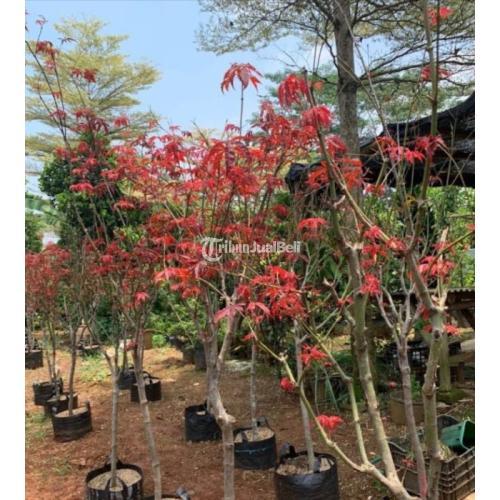 Pohon Red Maple ukuran 1,5 mtr / Japanese Red maple