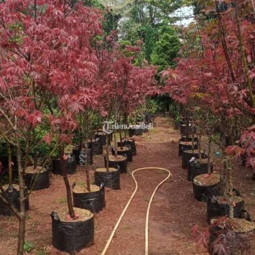 Pohon Red Maple ukuran 1,5 mtr / Japanese Red maple