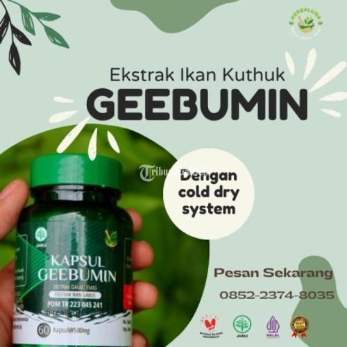 Kapsul Ikan Kuthuk Geebumin Obat Alami - Ngawi