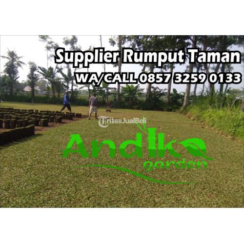 Rumput Gajah Mini Harga Murah Di Malang Tribun Jualbeli