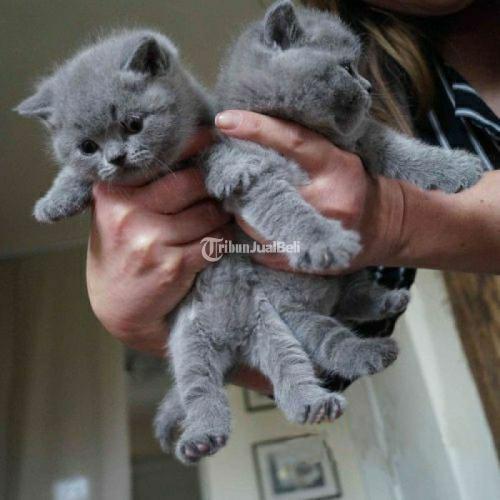 Beli kucing best sale british shorthair