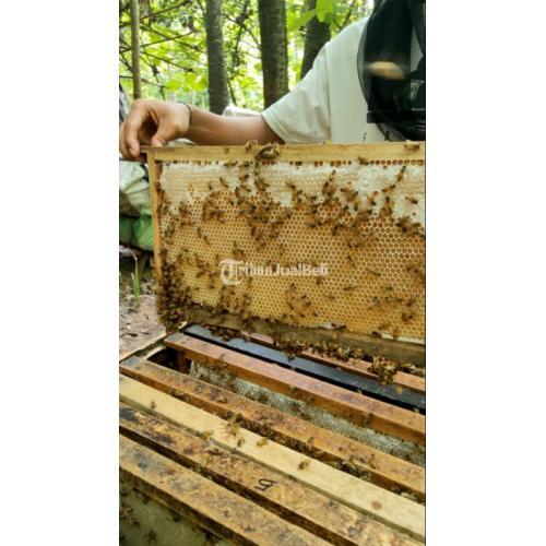 Grosir Madu Asli Terbaik dari Sarang Madu Asli Hutan dan Ternak - Bekasi Kota