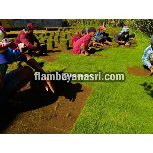 Jualan Rumput Jepang - Banyuwangi