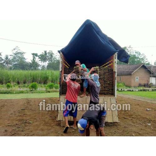 Jualan Rumput Jepang - Banyuwangi