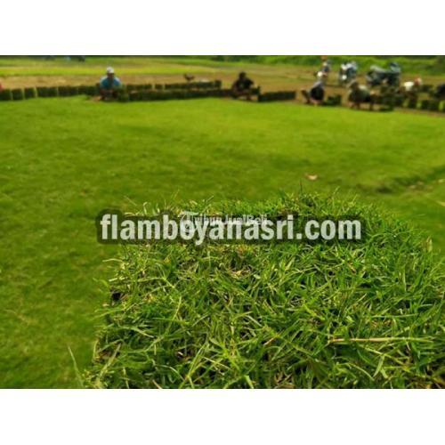 Penjual Rumput Gajah Mini Ponorogo