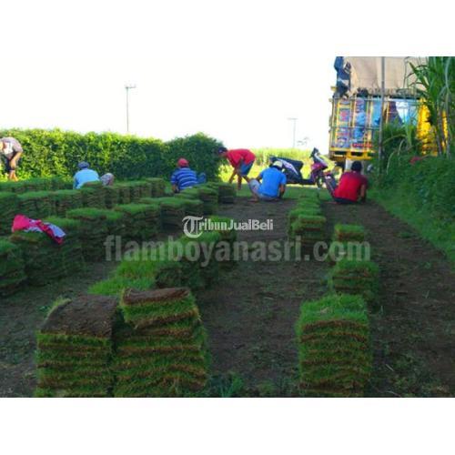 Penjual Rumput Gajah Mini Ponorogo