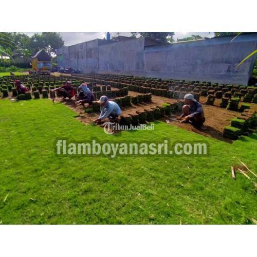 Penjual Rumput Gajah Mini Ponorogo