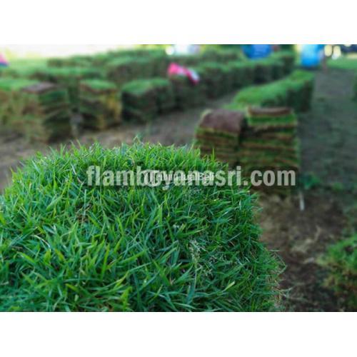 Supplier Rumput Gajah Mini Pamekasan