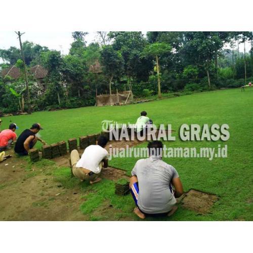 Penjual Rumput Taman Lamuran Harga Mulai Rp.15.000m2 - Pasuruan