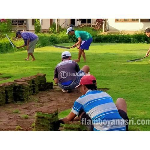 Supplier Rumput Manila Zoysia Matrella Hijau Subur Berkualitas - Lumajang
