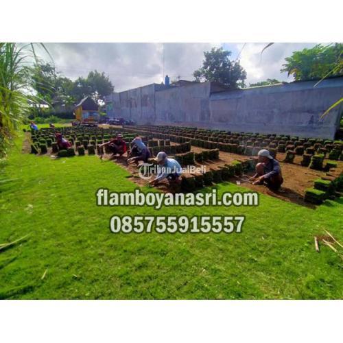 Jasa Tanam Rumput Gajah Mini 25 Ribu Per Meter - Lamongan