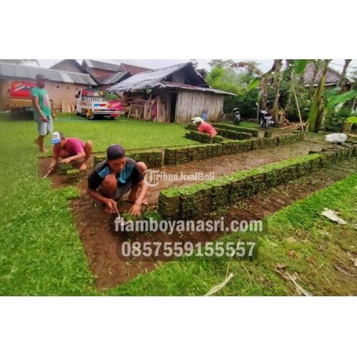Pemasok Rumput Gajah Paitan Langsung Petani Berkualitas - Malang