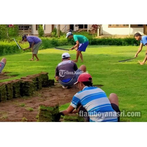 Pemasok Rumput Gajah Paitan Langsung Petani Berkualitas - Malang