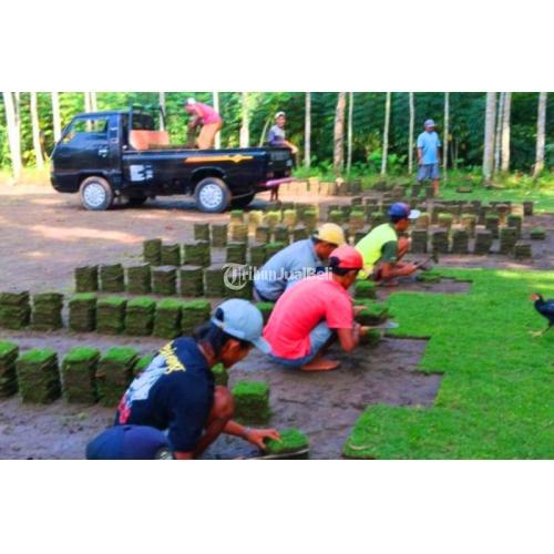 Pemasok Rumput Gajah Paitan Langsung Petani Berkualitas - Malang