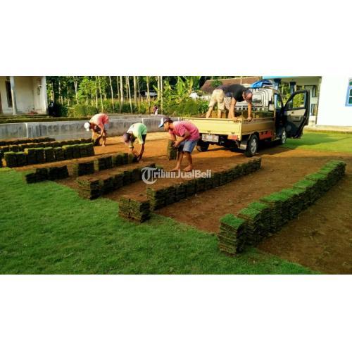 Pemasok Rumput Gajah Paitan Langsung Petani Berkualitas - Malang